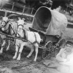 historic photo of goat wagon