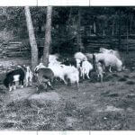 historic photo of goats and man