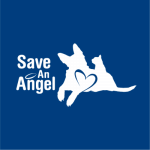 ASHLEY MILLER | Save An Angel, Development Director