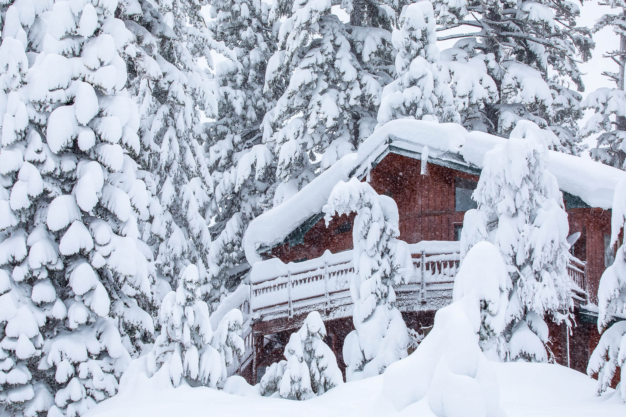 A snow-covered house in Mammoth Lakes surrounded by snow-covered pine trees