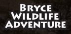 bryce wildlife adventure