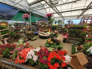 Green Thumb Nursery - San Marcos