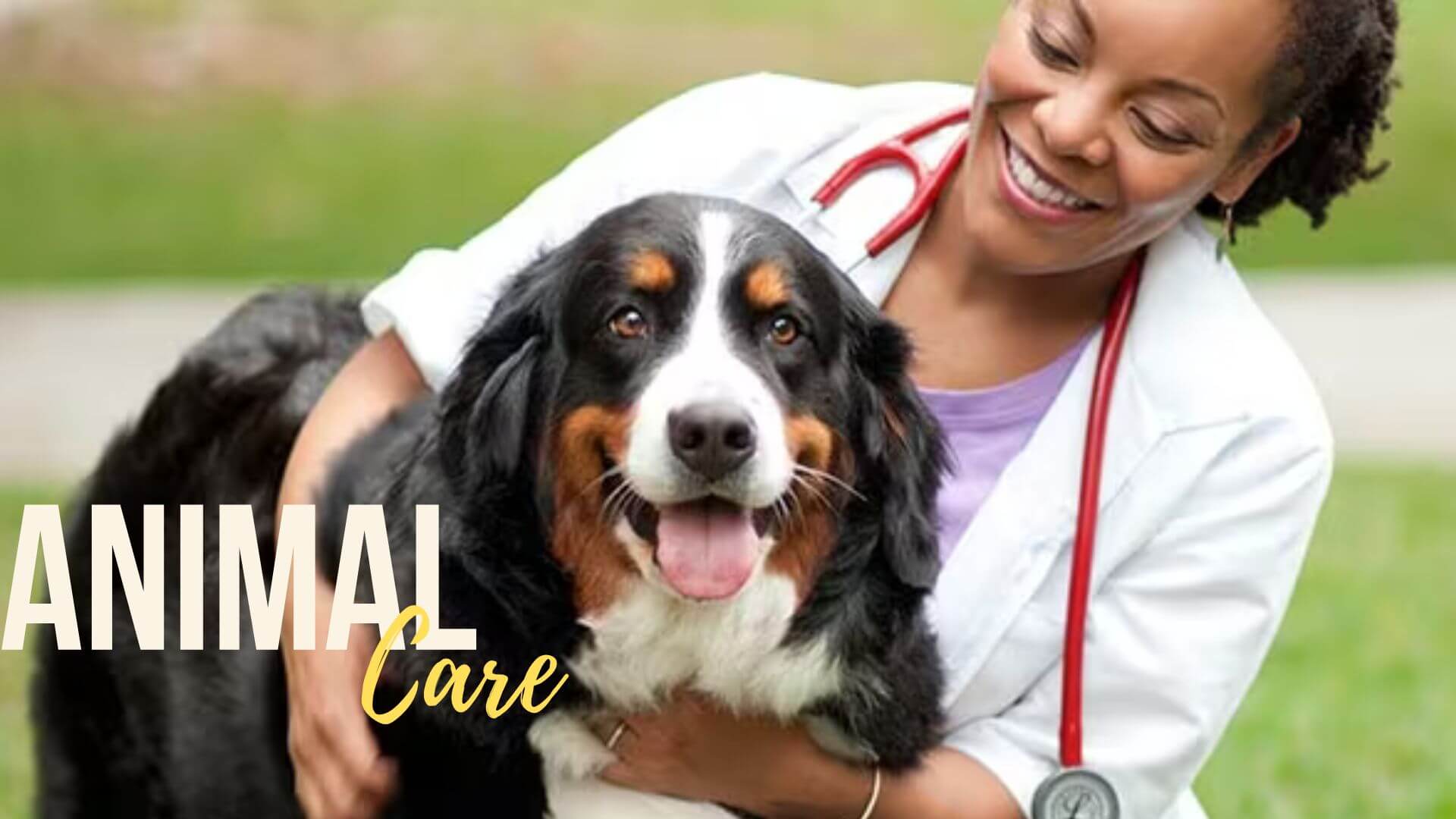 vet holding a dog