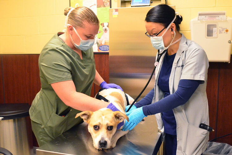 dog being seen by a vet