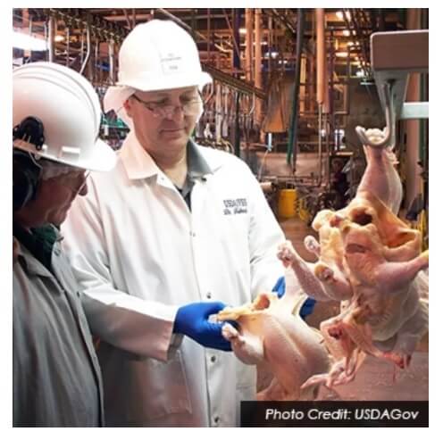 inspecting a chicken in a factory