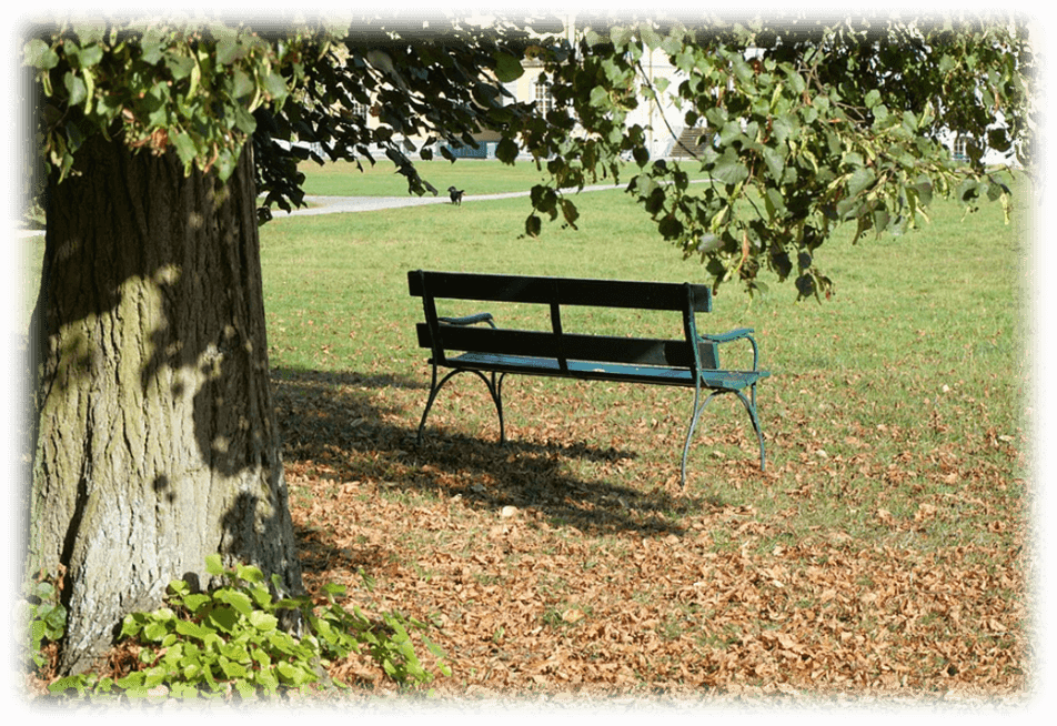 bench in a park