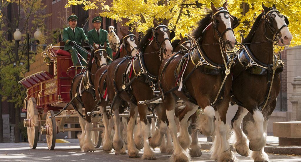 clydesdales-1