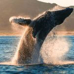 blogwhale_7d55e70b-f136-4d50-ad0a-4d08a0ecf9e8