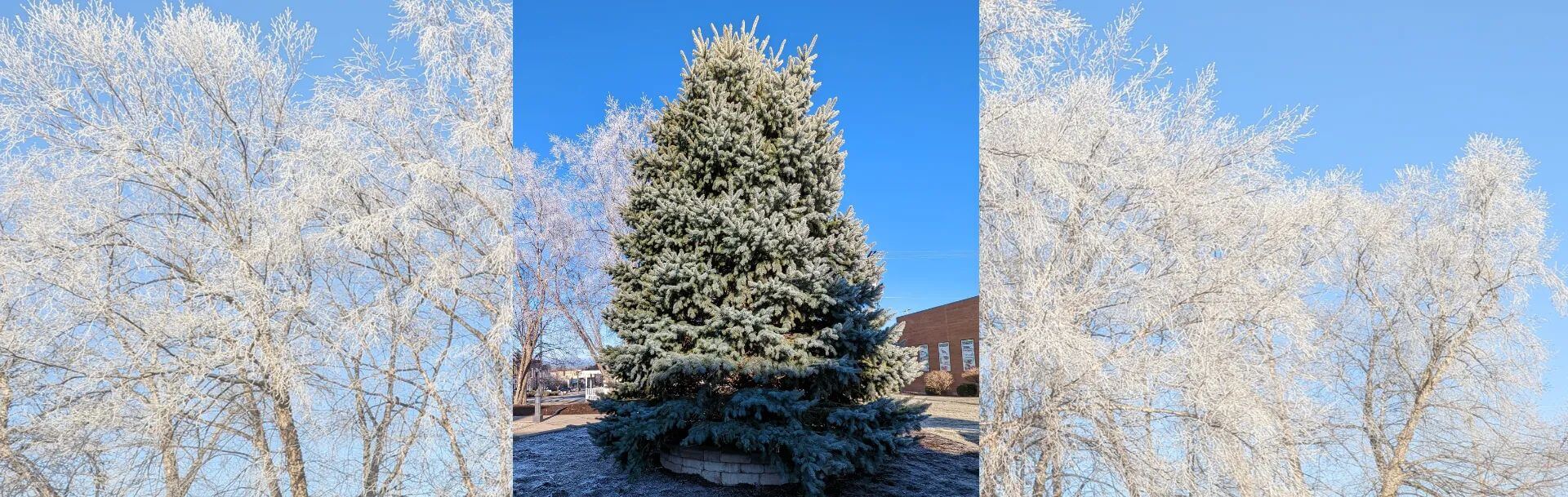 Hometown Christmas Tree City of Belvidere Belvidere Chamber of Commerce