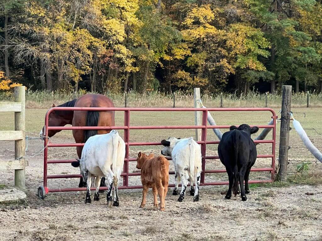 horse and cows in the field