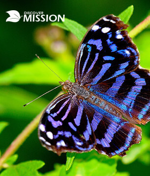 butterfly landed on a leaf