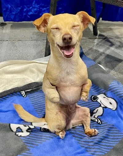 Barky Pines Animal Rescue & Sanctuary