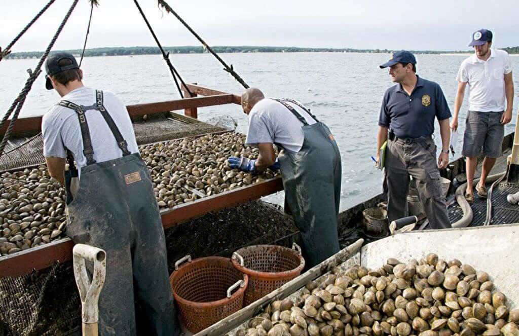 state shellfish sanitation officers inspecting oysters