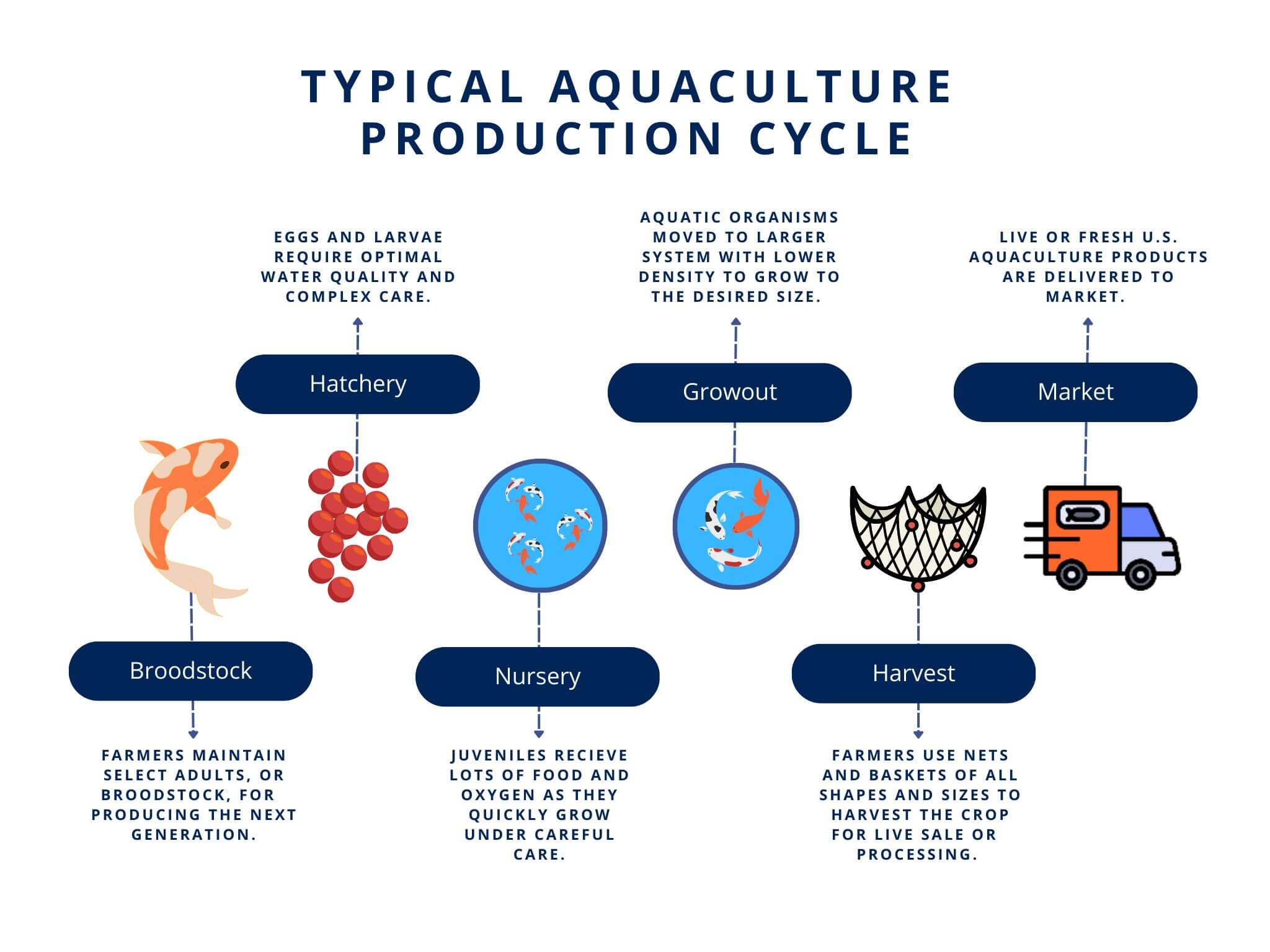 typical aquaculture production cycle