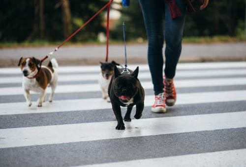 dog walker walking 3 dogs across a cross-walk