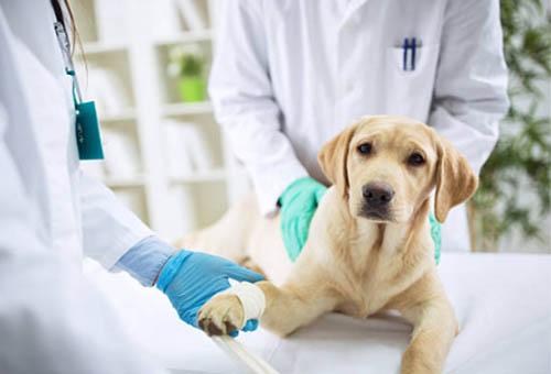 Two veterinary people with a yellow lab who has an injured paw