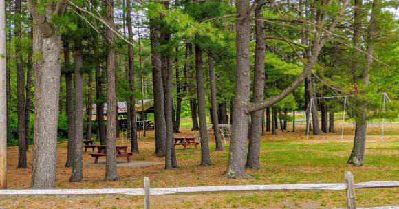 pine forest park