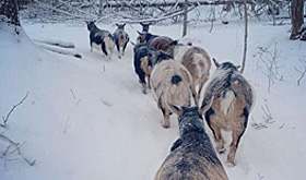 snowshoe adventure with goats