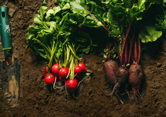 veggies in dirt