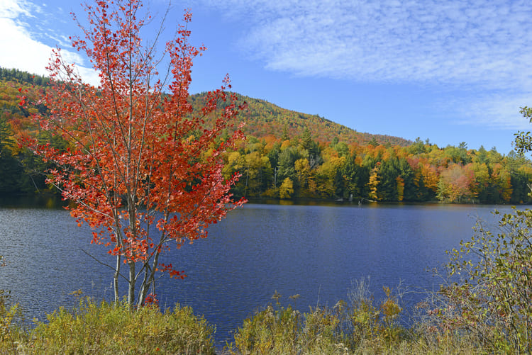 fall foliage around a lake