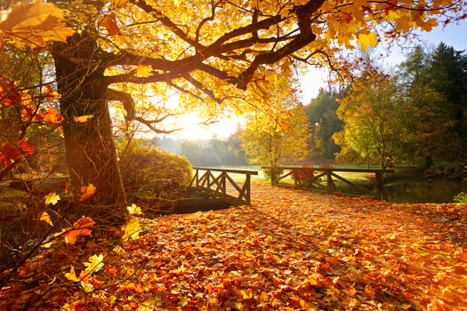 fall foliage over bridge