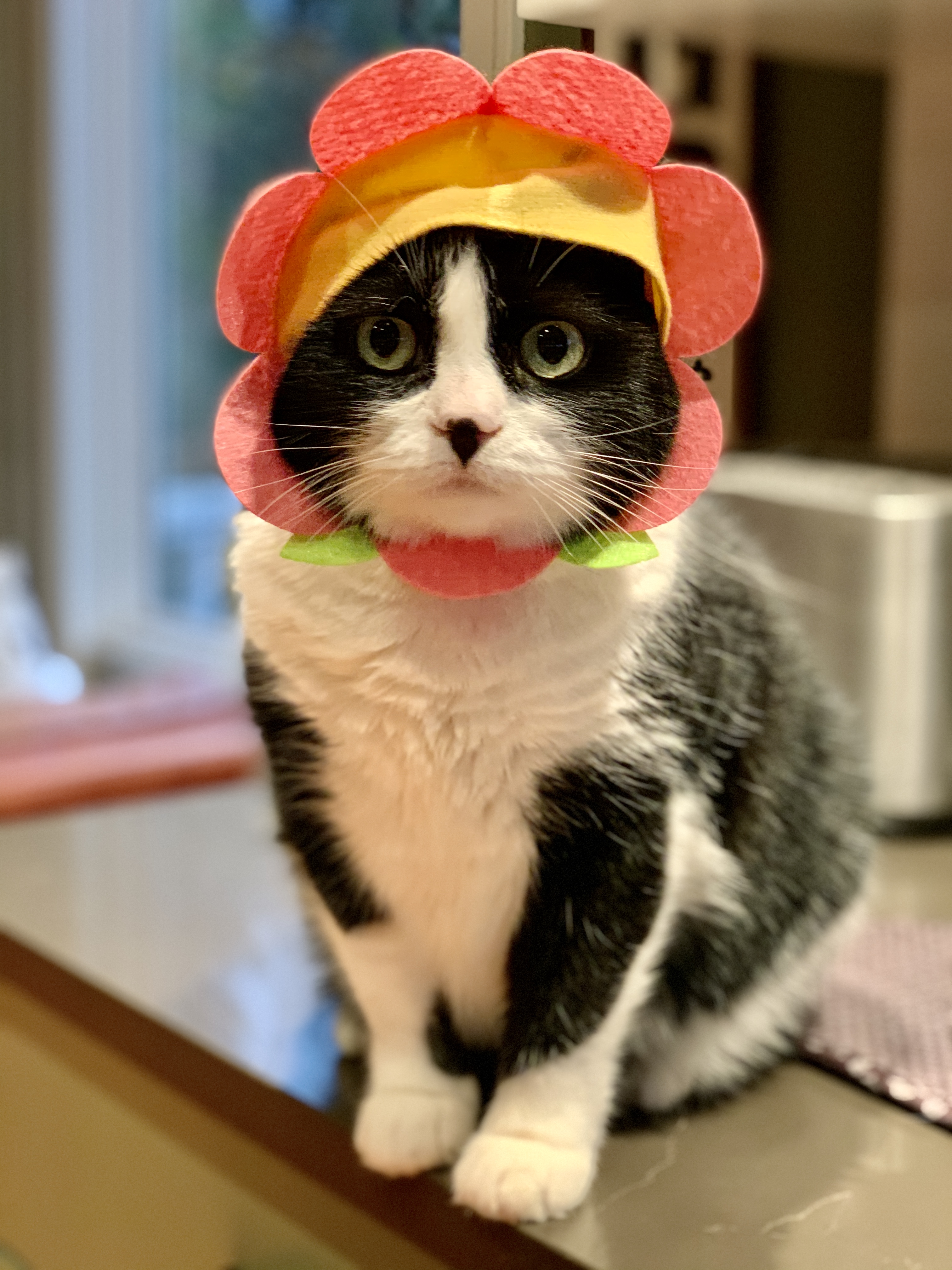 Costume - Pet