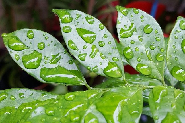Leadership-Personal Growth - Wellness - Leaves with water droplets on them
