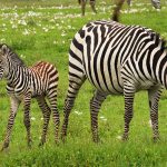 two zebras in a field