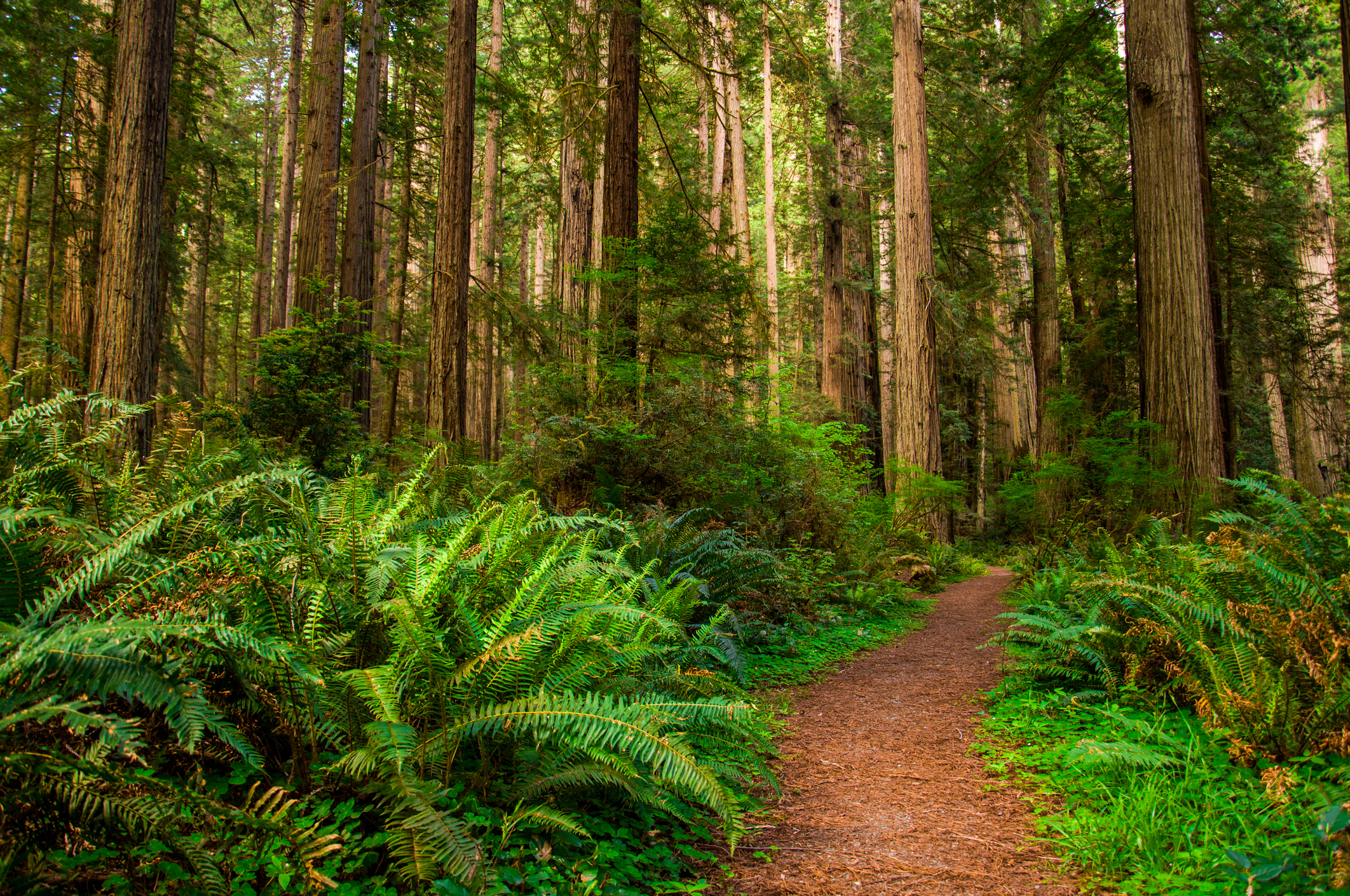 Hiking Path in Redwood Forest