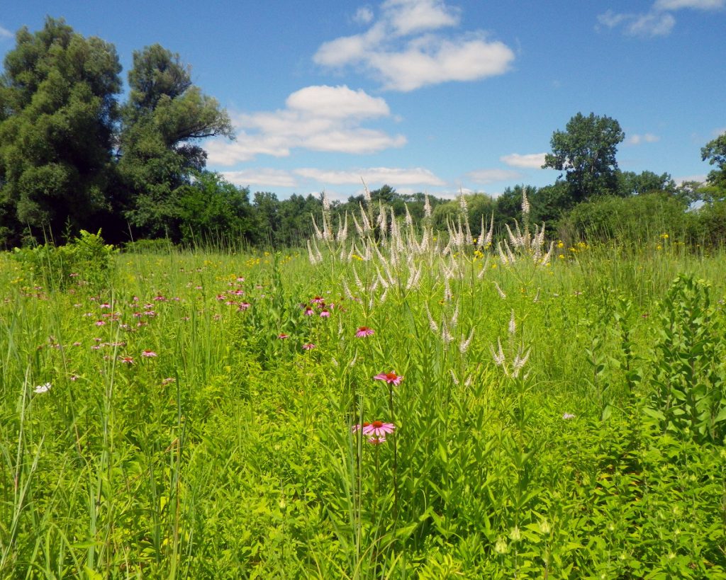 John Sentell Lake Forest Open Lands Association Lake Forest/Lake