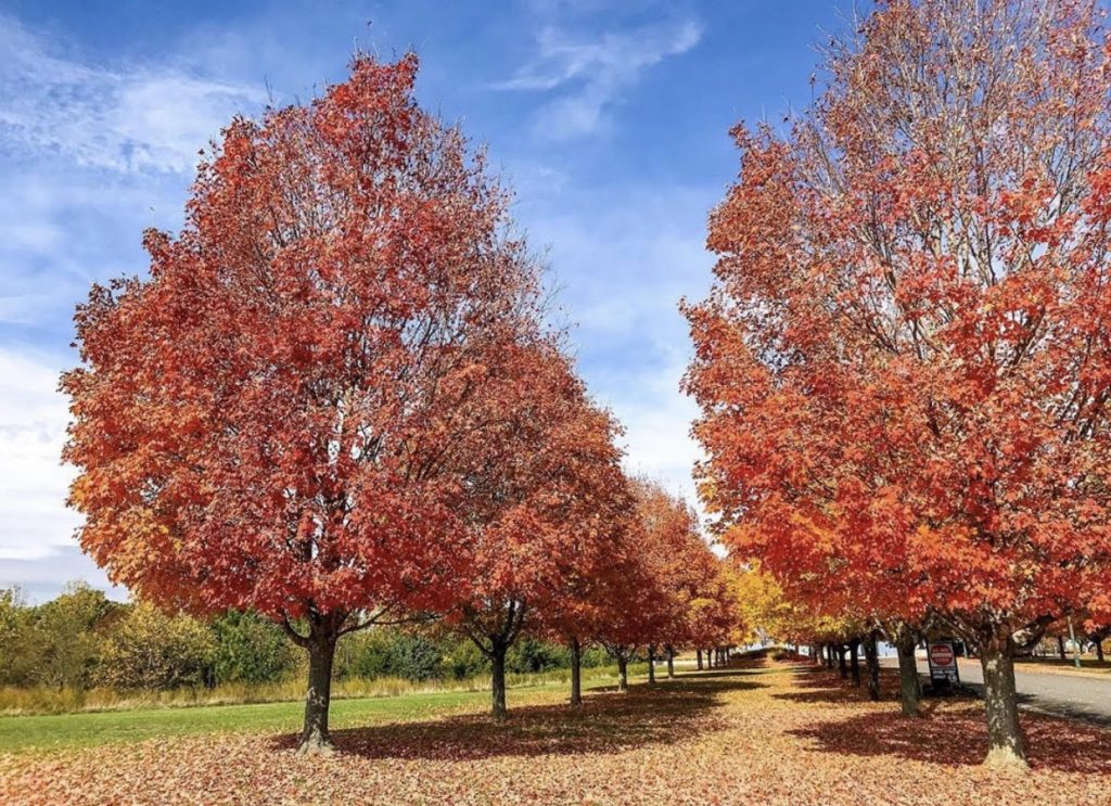 fall leaves