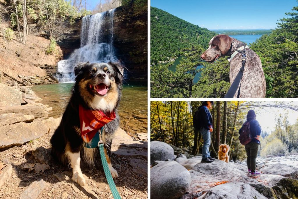 Collage of dogs hiking on trails near Smith Mountain Lake, VA