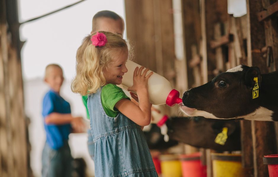 A small blond girl bottle feeds milk to a calf
