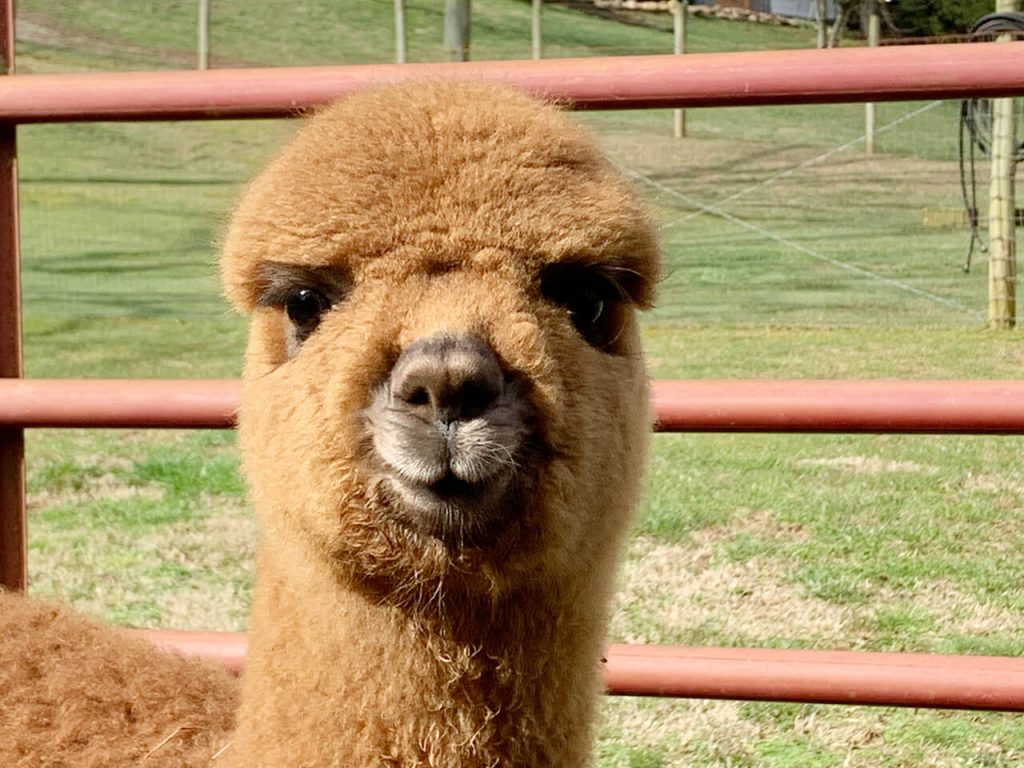 Baby Alpacas at the Alpaca Ranch at Cobb Creek Cabins in Murphy, NC