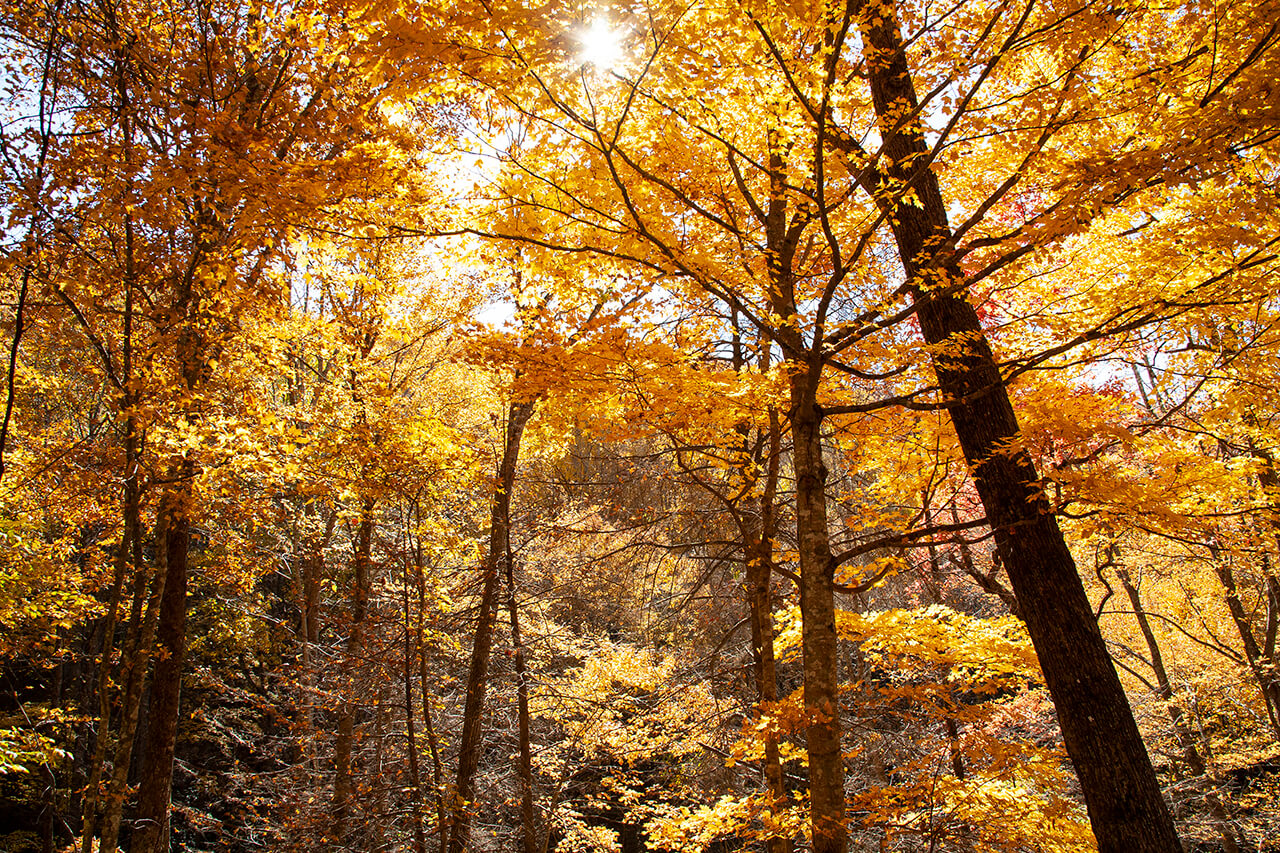 Fall leaves | © Ronda Birtha 2008