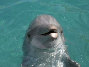 Miami Seaquarium Dolphin