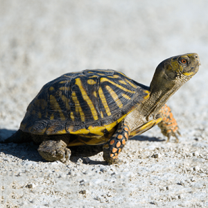 Ornate-Box-Turtle-Henry-Vilas-Zoo