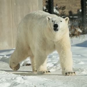 Polar-Bear