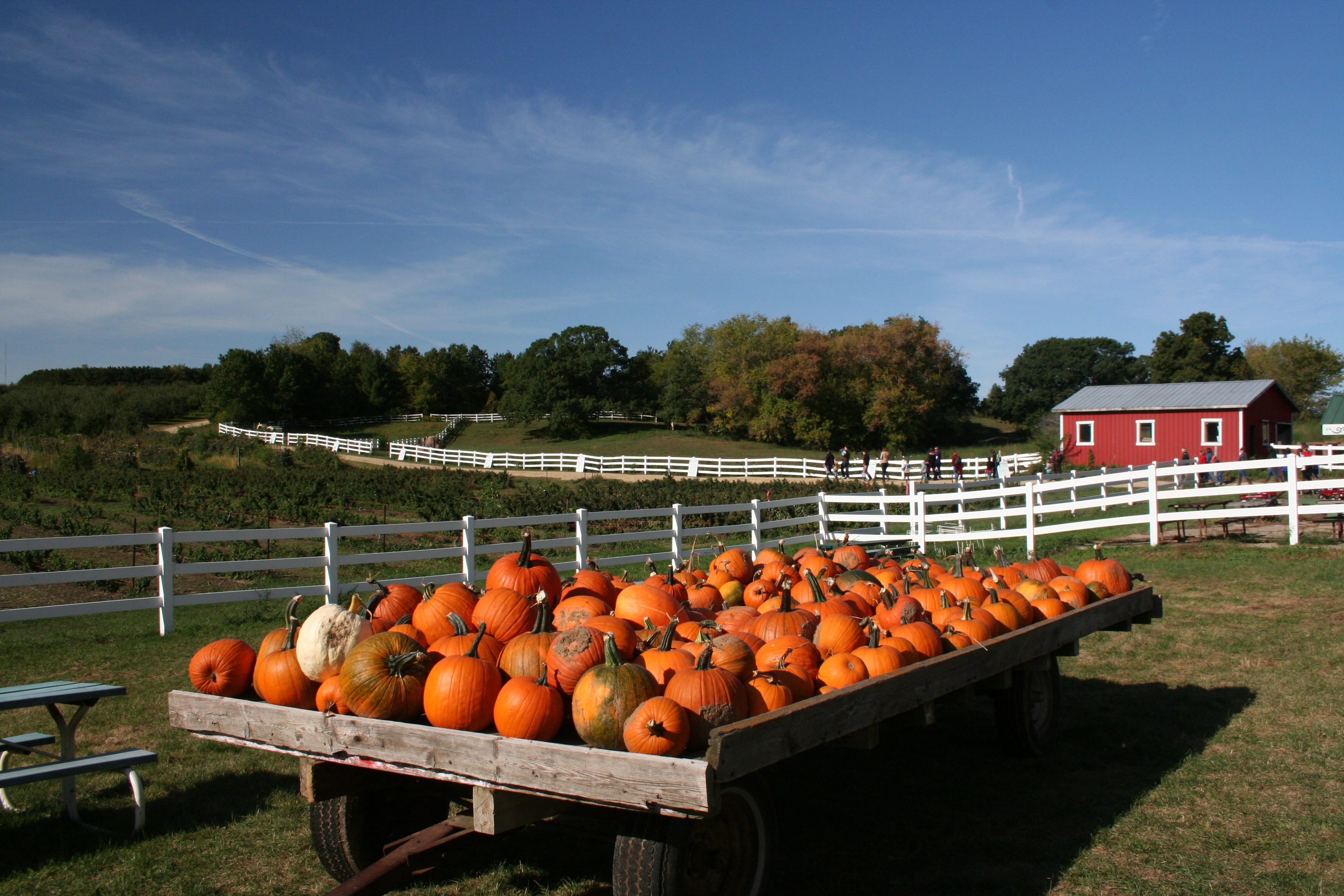 Eplegaarden-pumpkins1