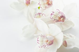 white orchids in a spa