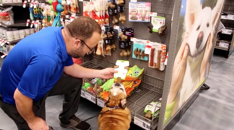 Bulldog trying to grab Benebone toy from owner's hand at Pet Supplies Plus in Homer Glen